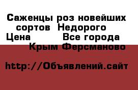 Саженцы роз новейших сортов. Недорого. › Цена ­ 350 - Все города  »    . Крым,Ферсманово